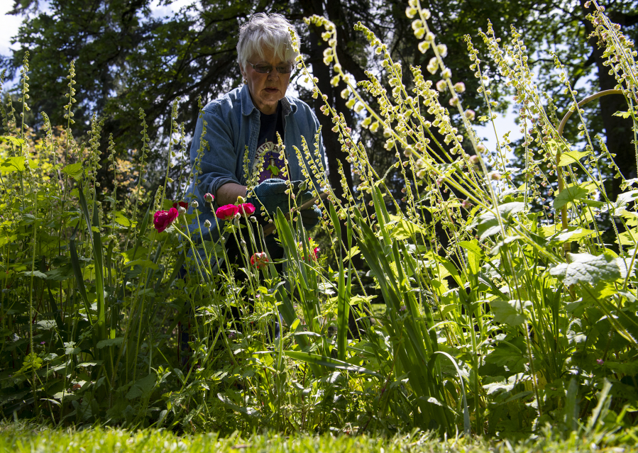 Vancouver’s Jane Weber Evergreen Arboretum beloved, ‘magical’