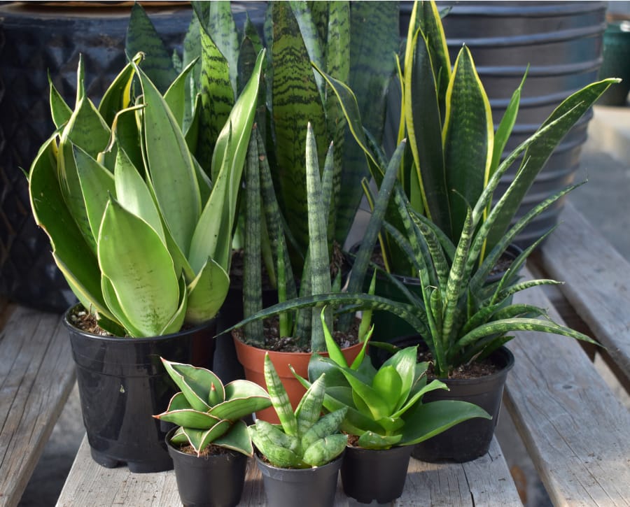 Clark County nurseries stock decorative house plants to brighten winter days