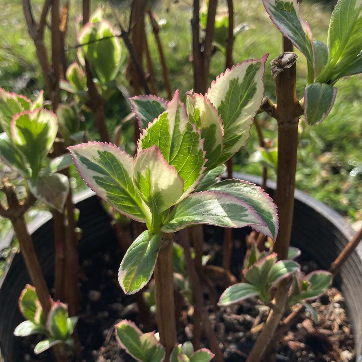 Columbia Springs hosts hydrangea giveaway with community supporters – ClarkCountyToday.com