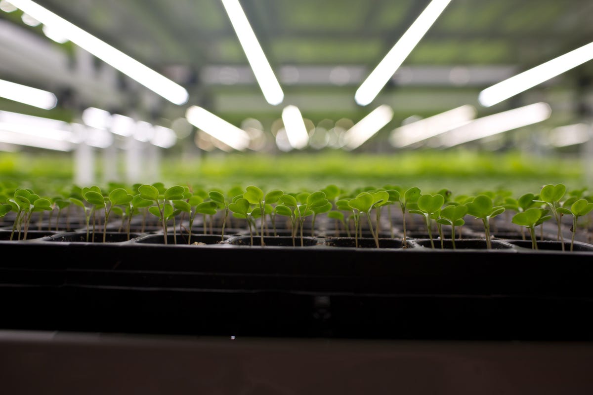 Vertical Farming Startup Hopes To Make Fresh, Healthy Greens More Affordable Across America